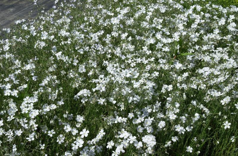 LINUM perenne ‘Diamant’