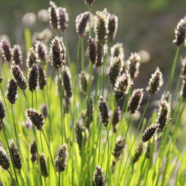 SESLERIA heufleriana