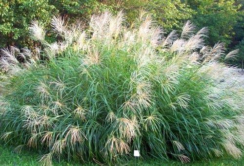 MISCANTHUS ‘Silberfeder Super stripes’