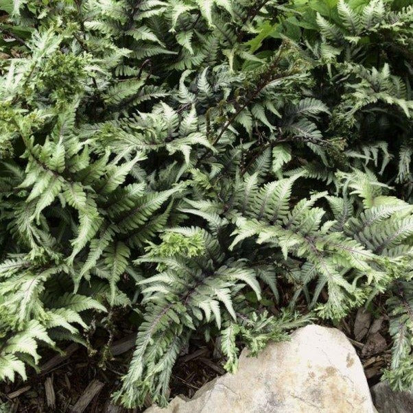 Athyrium niponicum ‘Apple Court’