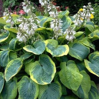 HOSTA ‘Frances William’