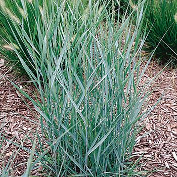 PANICUM virgatum ‘Prairie Sky’