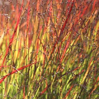 PANICUM virgatum ‘Shenendoah’