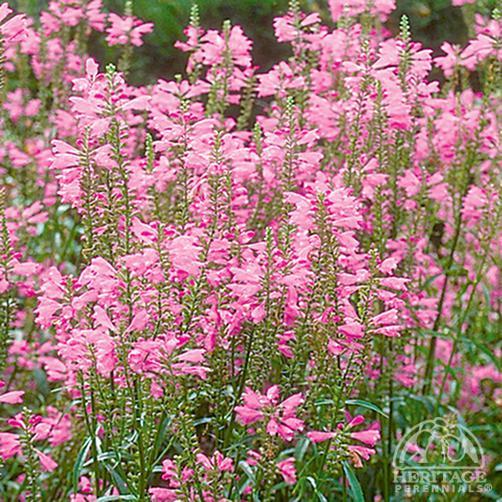 PHYSOSTEGIA virginiana ‘Pink Bouquet’