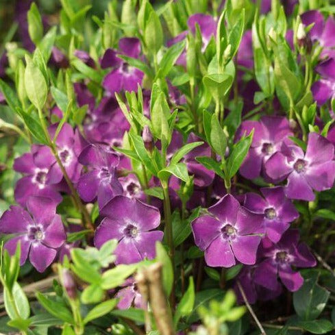 VINCA minor ‘atropurpurea’