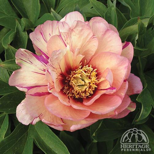 PAEONIA itoh ‘Callie's Memory’