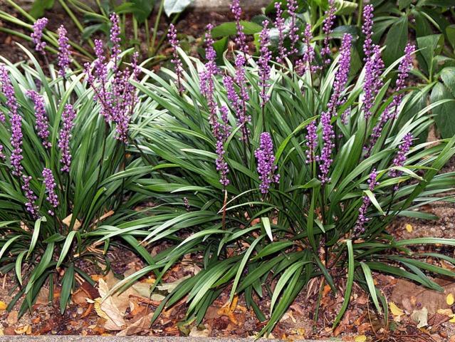 LIRIOPE muscari