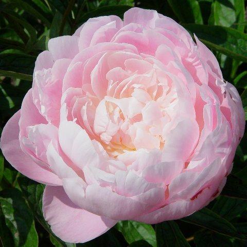 PAEONIA lactiflora ‘Franklin Roosevelt’