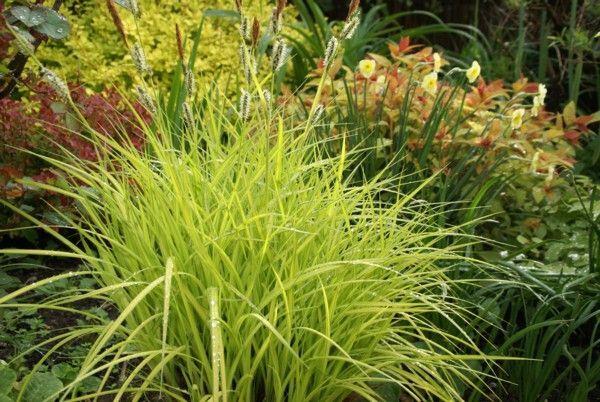 CAREX elata ‘Gold Fountain’