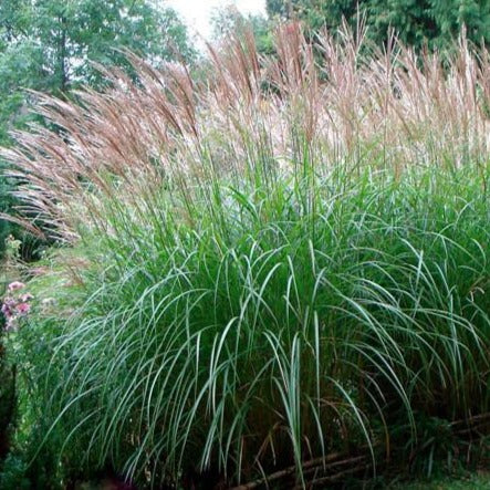 MISCANTHUS sinensis ‘Sarabande’