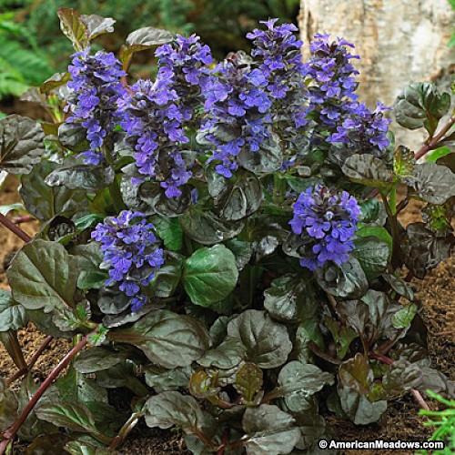 AJUGA reptans ‘Black Scallop’