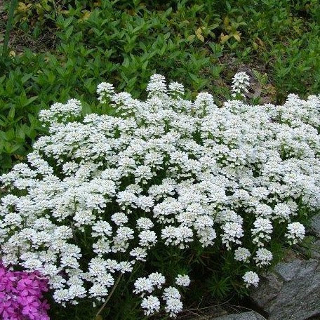 IBERIS sempervirens ‘Snowflake’