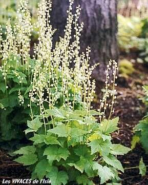 MITELLA diphylla Mitrelle