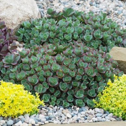 SEDUM ‘Lime Zinger’