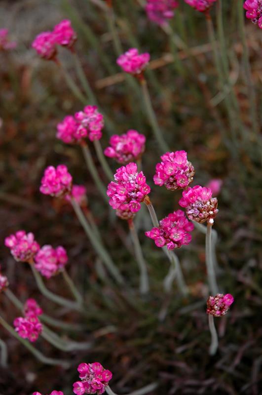 ARMERIA rubrifolia