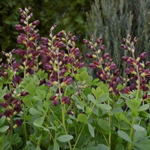 BAPTISIA x hybride ‘Dutch Chocolate’