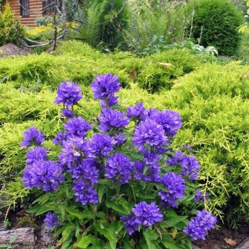 CAMPANULA glomerata ‘Acaulis’