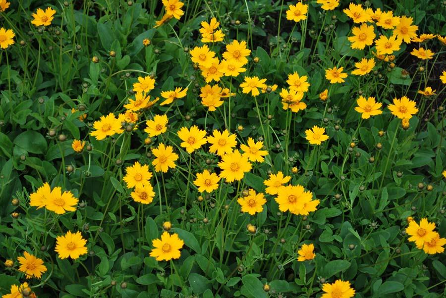 COREOPSIS auriculata ‘Elfin Gold’