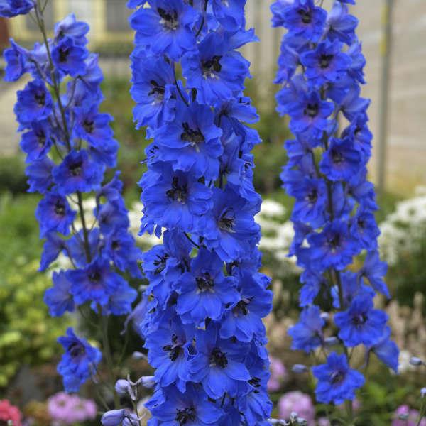 DELPHINIUM elatum ‘Million dollars Blue’