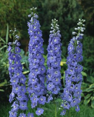 DELPHINIUM elatum ‘Million dollars Sky’