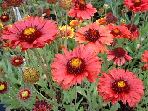 GAILLARDIA grandiflora ‘Burgundy’