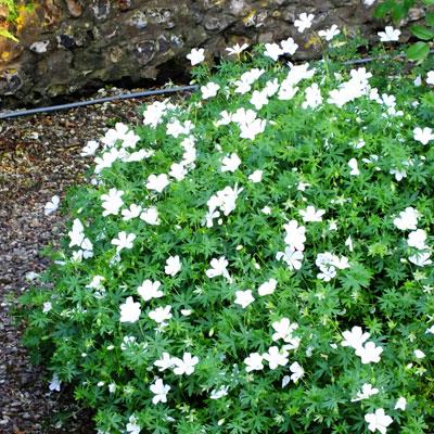 GERANIUM sanguineum ‘album’