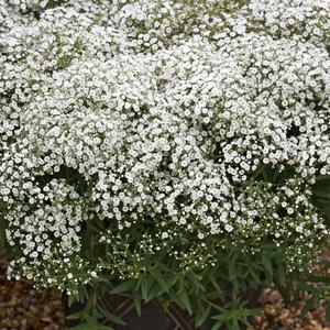 GYPSOPHILA paniculata ‘Snowflake’