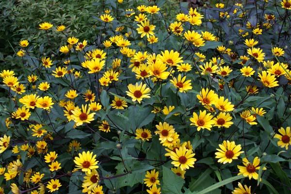 HELIOPSIS helianthoides ‘Summer night’