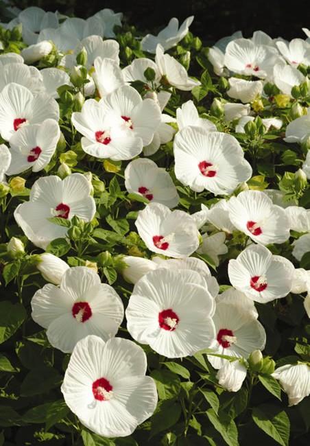 HIBISCUS moscheutos ‘Luna White’