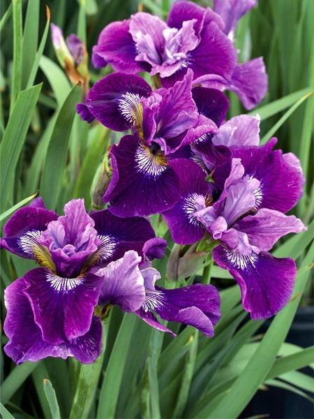 IRIS siribica ‘Lady Vanessa’