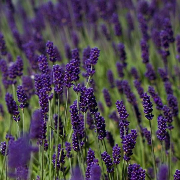 LAVANDULA angustifolia ‘Hidcote’