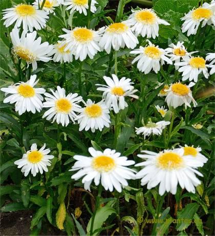 LEUCANTHEMUM ou Chrysanthemum ‘La grande’ ou ‘Superbum’