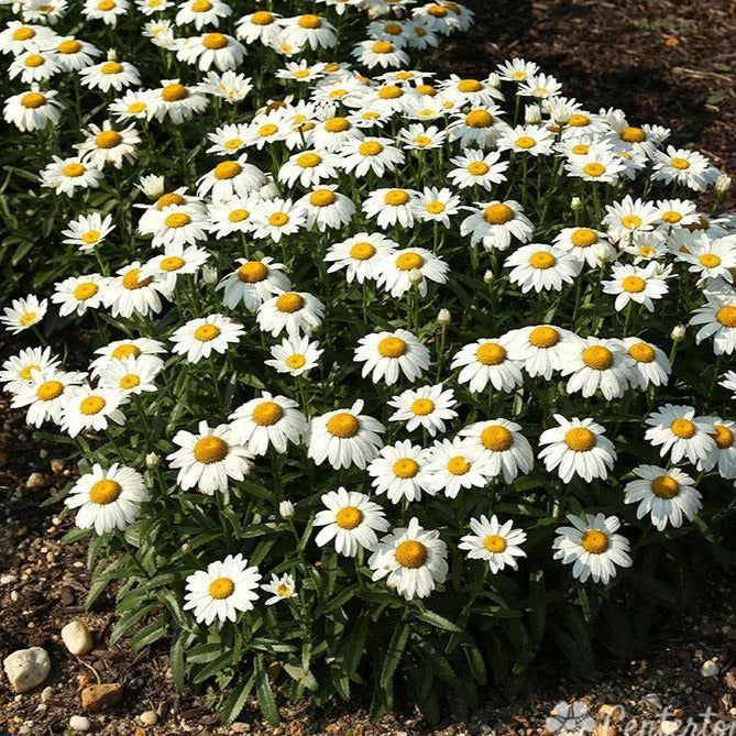 LEUCANTHEMUM ‘Snowcap’