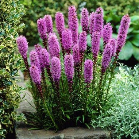 LIATRIS spicata ‘Floristan Violet’