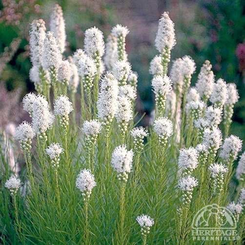 LIATRIS spicata ‘Floristan Weiss’