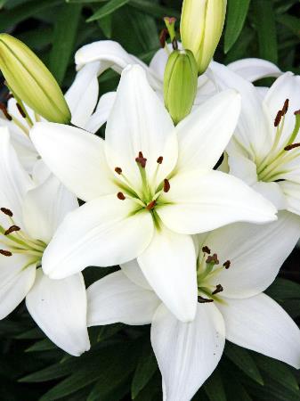 LILIUM asiatique ‘Tiny Crystal’