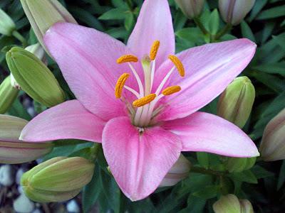 LILIUM asiatique ‘Tiny Icon’