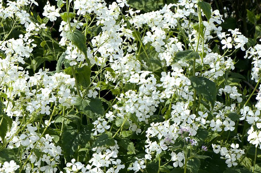 LUNARIA annua ‘alba’