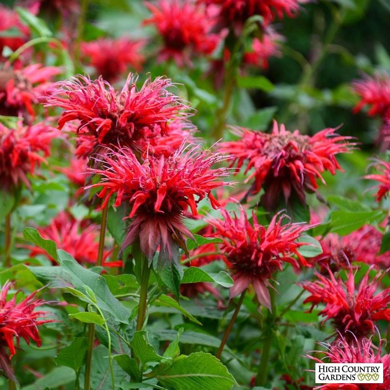 MONARDA didyma ‘Fireball’