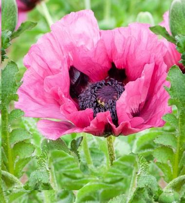 PAPAVER orientalis ‘Plum Pudding’