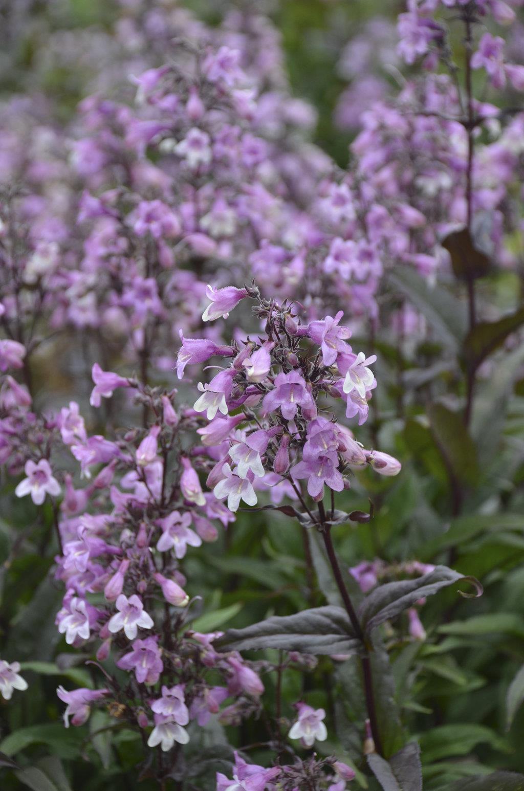 PENSTEMON digitalis ‘Midnight Masquerade’