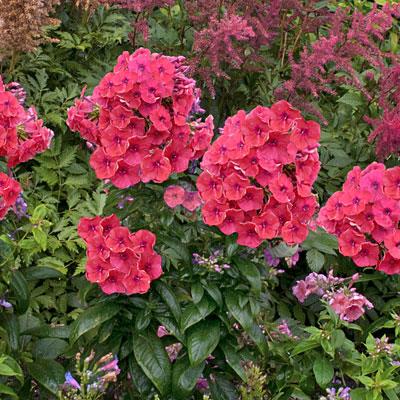 PHLOX paniculata ‘Coral Flame’