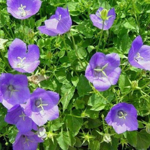 CAMPANULA carpatica ‘Blue Clips’