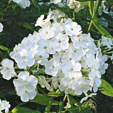 PHLOX paniculata ‘David’