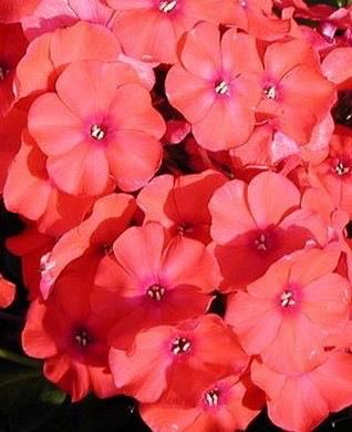 PHLOX paniculata ‘Younique Orange’