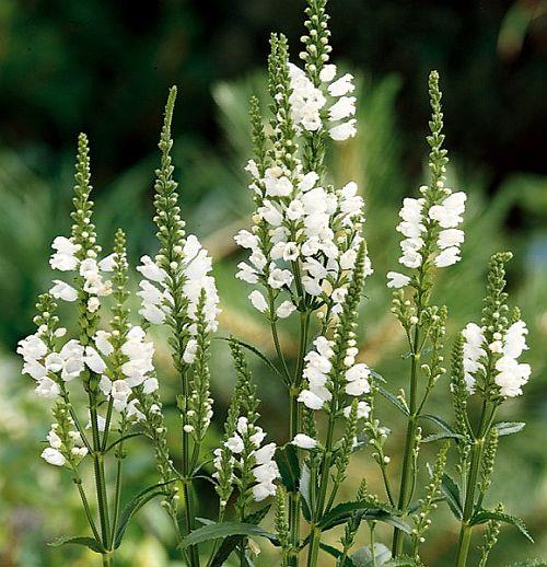 PHYSOSTEGIA virginiana ‘Snow Crown’