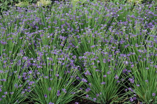 SISYRINCHIUM angustifolium ‘Lucerne’