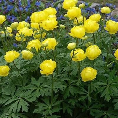 TROLLIUS cultorum ‘Lemon Queen’