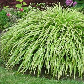 HAKONECHLOA macra ‘Albo striata’