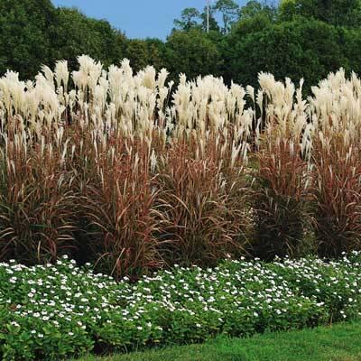 MISCANTHUS sinensis ‘purpurascens’